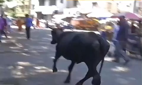 Stray Cattle running in Triplicane area (Thanthi TV)