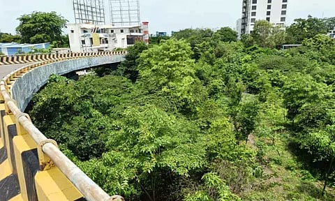 Miyawaki forest under the Maduravoyal flyover