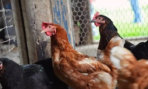 Representative image