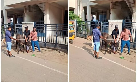 GCC officials conducted raids to catch and impound stray cattle (Photo: X-@chennaicorp)