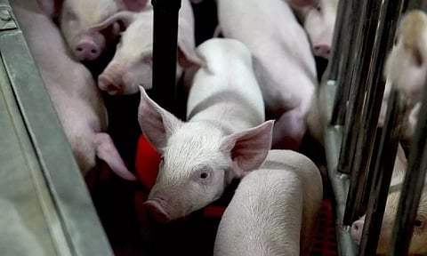 Genetically modified piglets near Blacksberg (Photo: AP)