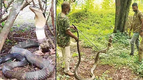 12-feet-long king cobra was captured (Photo/DailyThanthi)&nbsp;