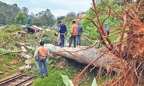 Officials working to clear a huge tree that fell on the railway track near Coonoor