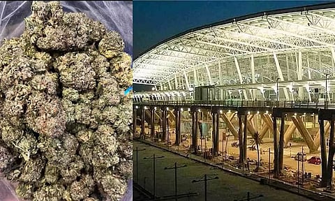 Seized weed; Chennai airport