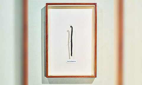 This is how the world’s favorite scent disappears