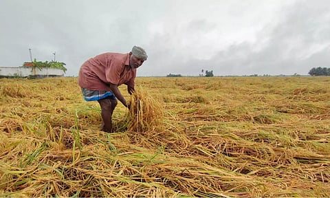 Rain and winds destroy paddy crops on verge of harvest in Vriddhachalam