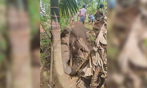 Wild tusker died of electrocution in Gudalur