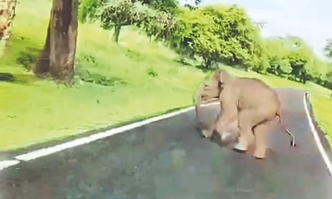 separated elephant calf