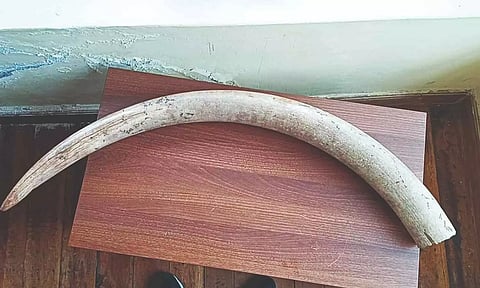 Ivory tusk&nbsp;