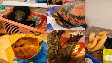 &nbsp;Exotic animals carried by the passenger&nbsp;