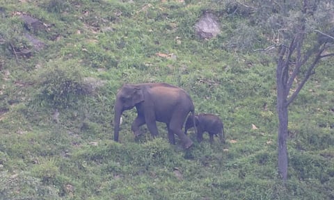 The calf elephant which reunited with its mother in Gudalur.