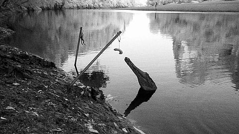 &nbsp;Crocodile out from a river&nbsp;