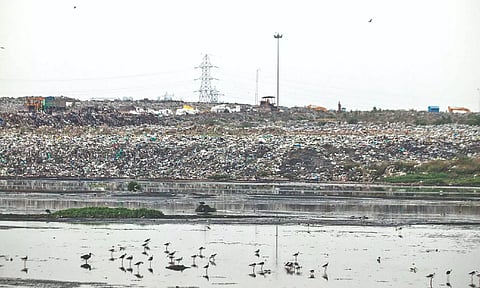 Pallikaranai marshland