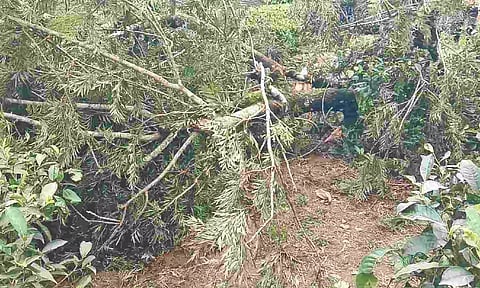 Huge tree that fell on the father-son duo in Valparai
