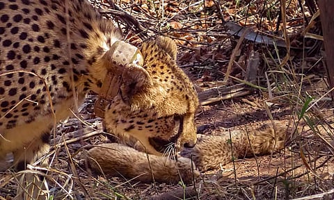 Six cubs of African cheetah 'Gamini' at the Kuno National Park (PTI)
