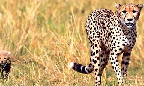Cheetah