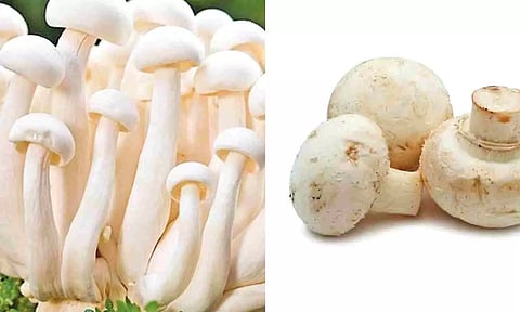 Mushroom cultivation declared agricultural activity in Tamil Nadu