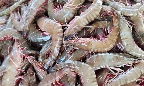 Shrimp