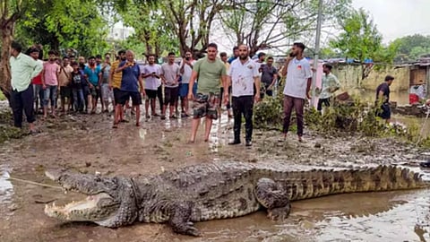 Crocodiles in Gujarat's Vadodara (PTI)