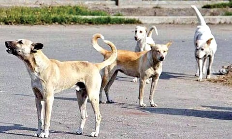 Tamil Nadu govt urged to find ways for dog population control
