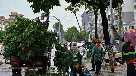 branching off tress ahead of typhoon (AP)