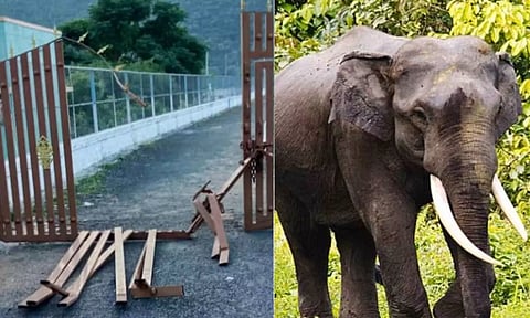 Elephant damages wall (Daily Thanthi)&nbsp;