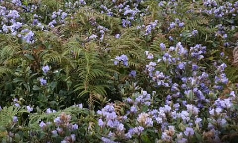Neelakurinji Flowers