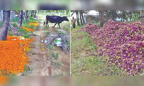 Flowers dumped in the field provides fodder for cattle