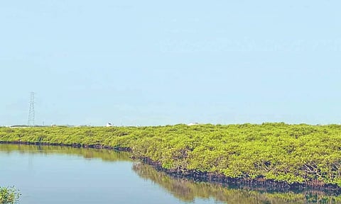 Mangrove forests at the Gulf of Mannar near Thoothukudi (file photo)