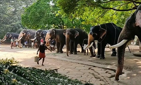 Group of Elephants (IANS)