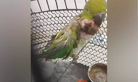 MP: 21-year-old Parrot undergoes successful tumour surgery in Madhya Pradesh
