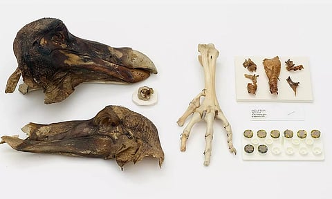 Who’s the dodo now? A famously extinct bird, reconsidered