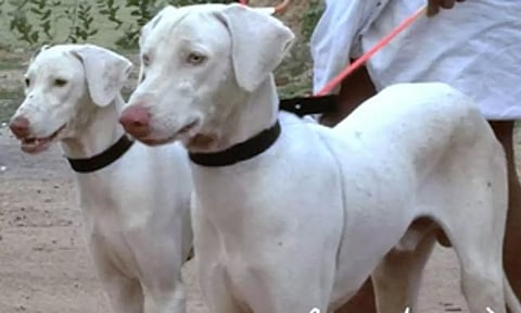 Representative image