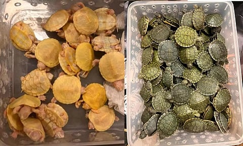 Customs seize around 5,000 red-eared slider turtles at Chennai airport