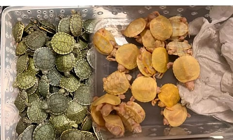Customs seizes 4,998 red-eared slider turtles at Chennai airport; two held