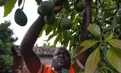 A farmer harvests avocados at a plantation in Kayanza province, Burundi