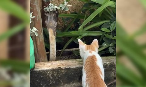 Domestic cat named Leo thwarted a snake's attempt to enter a residence