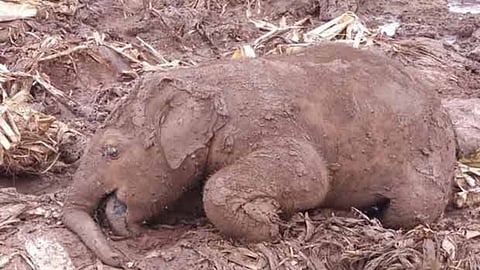 Elephant calf (Representative image)
