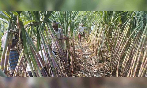 &nbsp;Farmers in a sugarcane field at Lalgudi in Tiruchy
