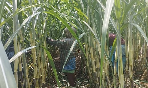 Farmers in a sugarcane field at Lalgudi in Tiruchy
