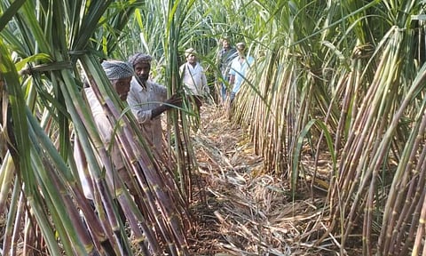 Farmers at Sugarcane field