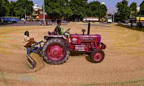 &nbsp;Farm workers use a tractor to spread rice grain for drying in the sun at a field, in Jalandhar, Punjab (PTI)