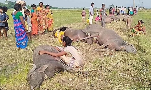Visuals from the spot where cattle died&nbsp;