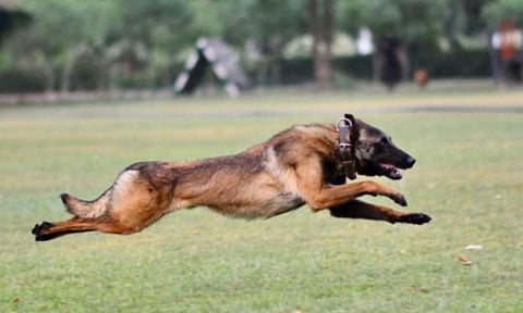 Army dog (Photo: White Knight Corps/X)