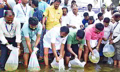 4.50 lakh fingerlings released into 2 Delta rivers in Tiruchy