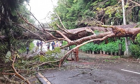 An uprooted tree blocking a road in Coonoor&nbsp;