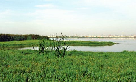 Tamil Nadu to restore 'remaining' 700 hectares Pallikaranai marsh