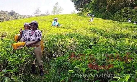 Manjolai Estate workers&nbsp;