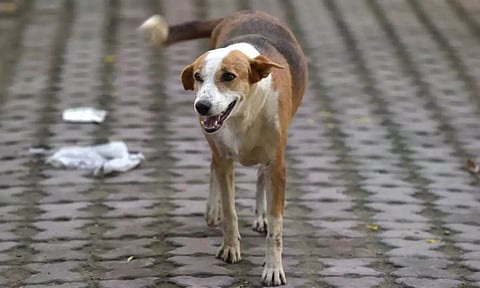 Representative Image&nbsp;