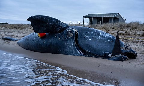 Can 70 moms save a species?